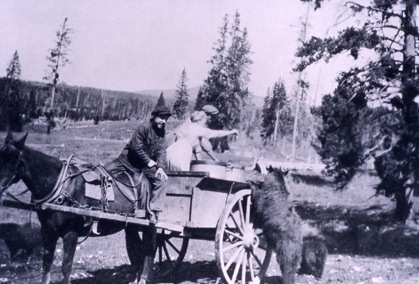 Bears being fed by visitors at Yellowstone National Park