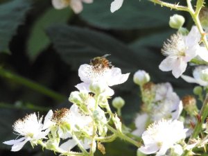 European honeybee on Eurasian Himalayan blackberry, which provides so much food for humans and wild animals. By Bev Jo