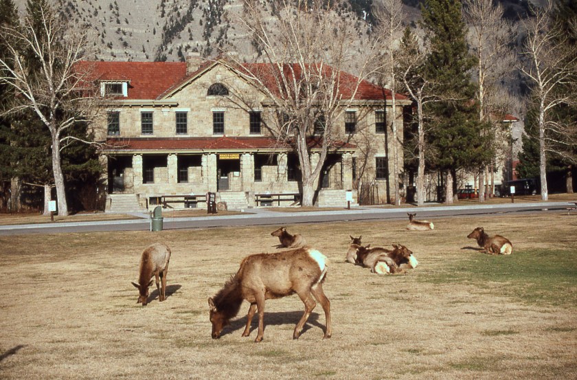 Elk in Yellowstone National Park