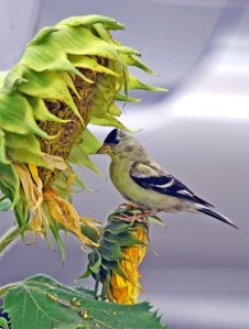 Native Goldfinch with non-native sunflower which provides important seeds for native birds. By Melanie Hoffman.