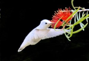 Rare leucistic female Anna's hummingbird, at the Santa Cruz botanical gardens, eating from an Australian Grevillea, June 6, 2016. By Raymond Chu