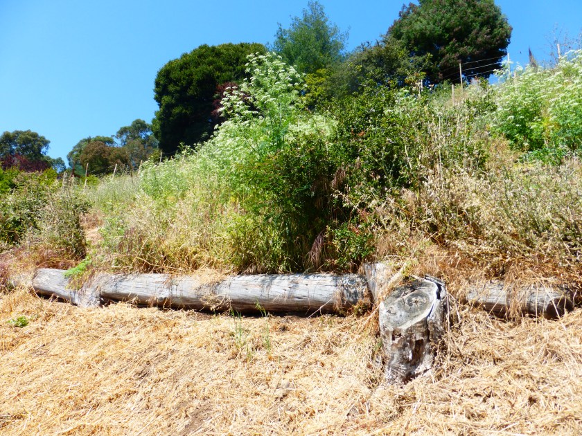 Dwight Way and Sports Lane. May 2016