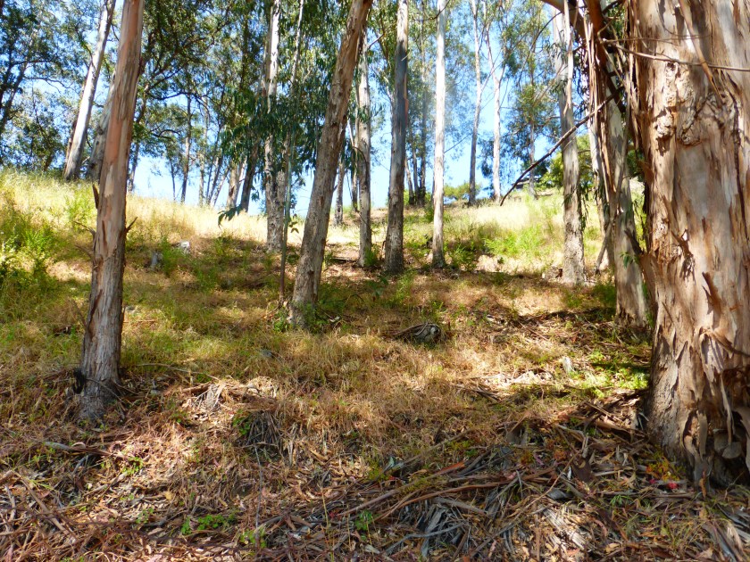 Dwight Way and Sports Lane. May 2016