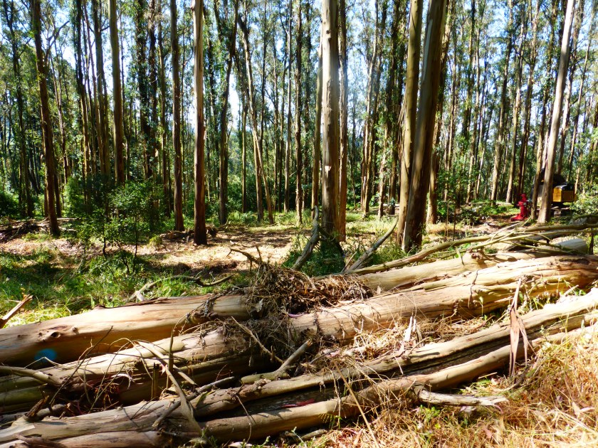 Tilden Park, Recommended Treatment Area TI001, June 5, 2016