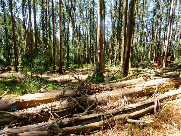 Tilden Park, Recommended Treatment Area TI001, June 5, 2016