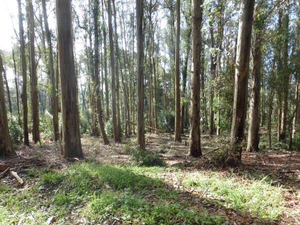 Initial treatment of Recommended Treatment Area TI001 in Tilden Park, October 2016
