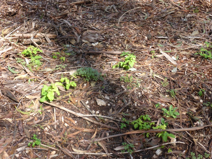 New sprouts of poison oak in TI 001. 