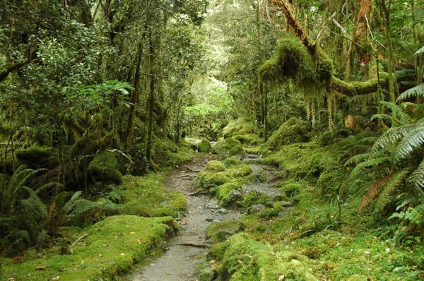 Forest in New Zealand