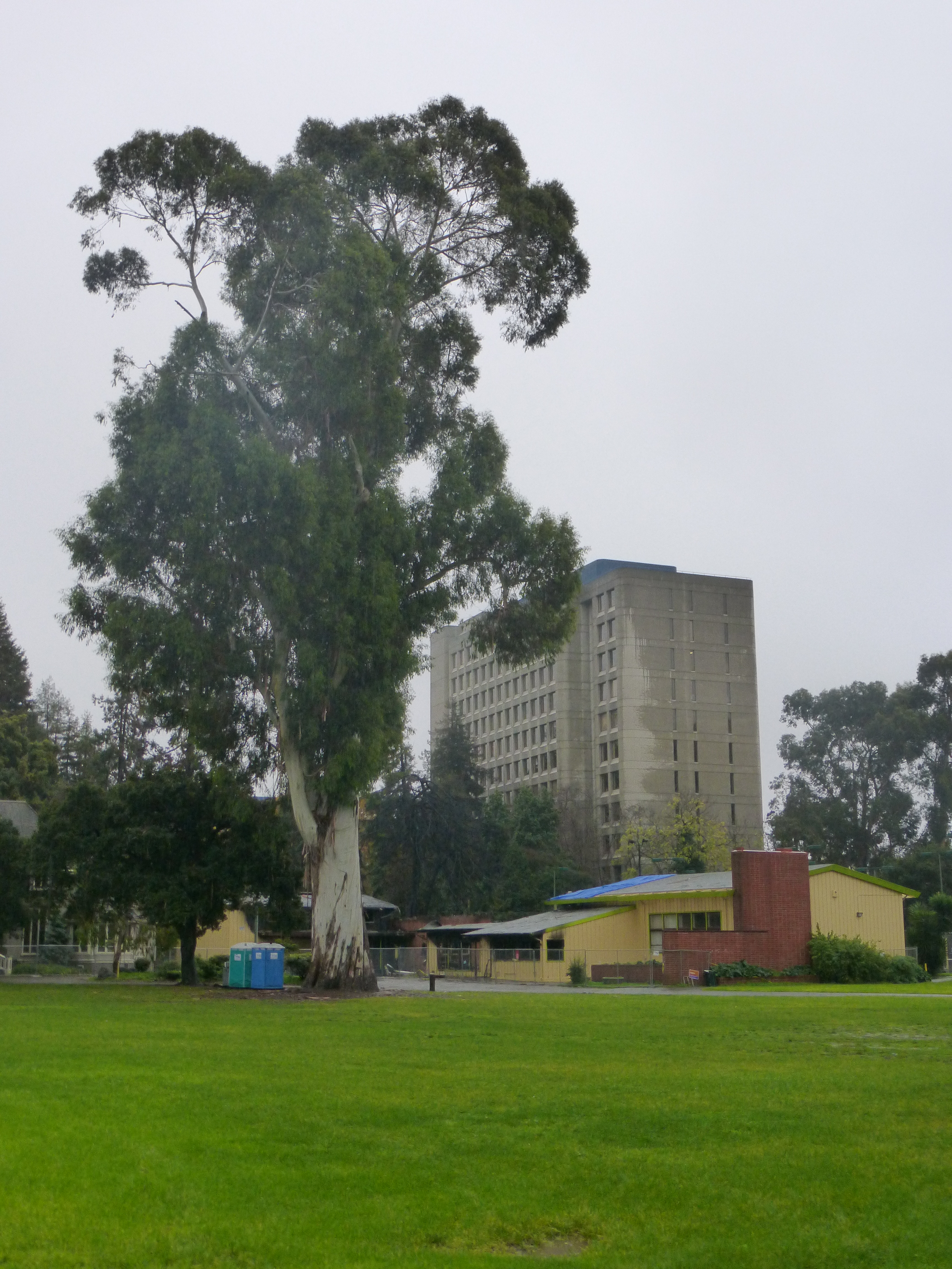 Trees around the Mosswood Recreation Center were not ignited by the fire, including this huge eucalyptus tree.