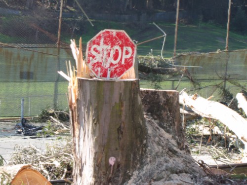 stop-destroying-trees