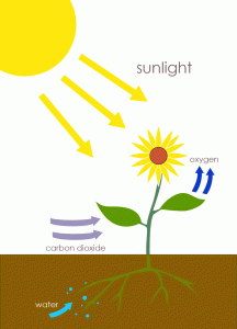 Photosynthesis. Creative Commons