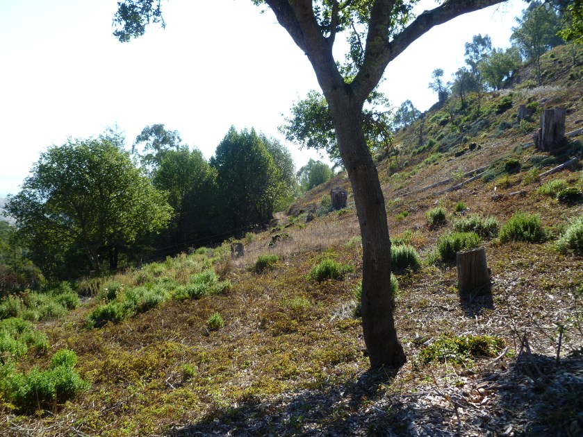 Tree removals done by EBMUD on Grizzly Peak Blvd