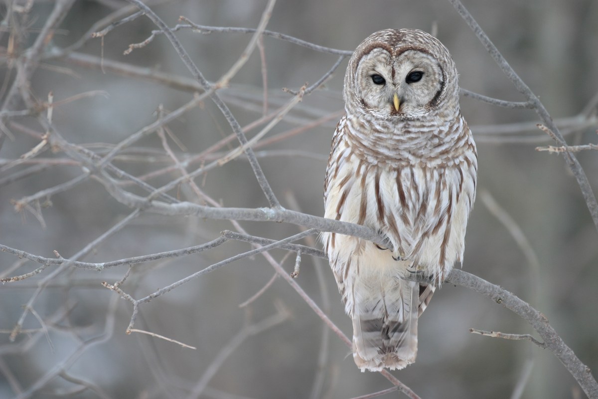 Barred owls in the cross-hairs of “restorationists”